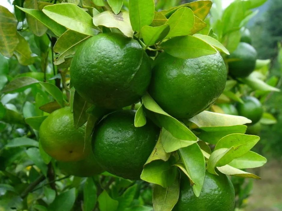 秋 意(图3) 秋 意(图3)