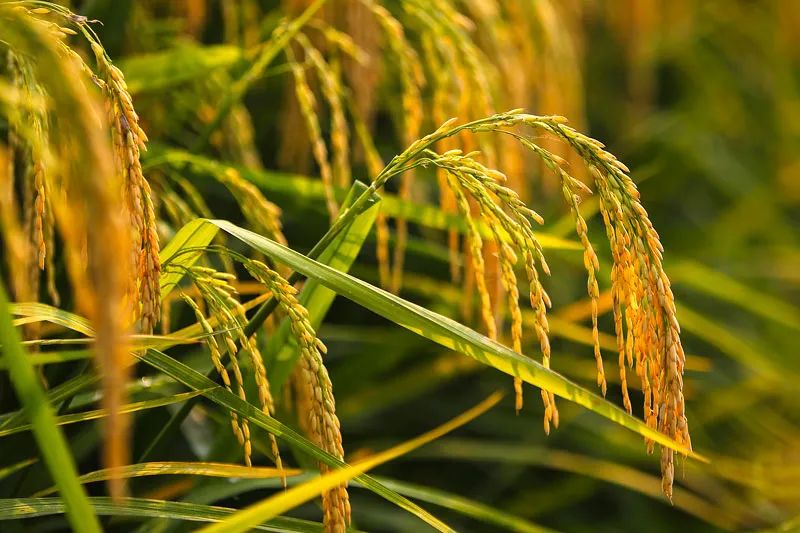 秋 意(图4) 秋 意(图4)